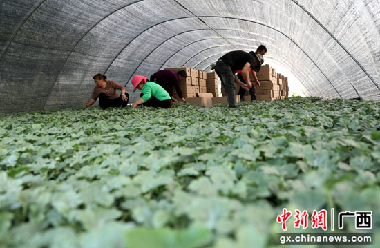 广西荔浦市新坪镇：幼苗培育助力农户增收