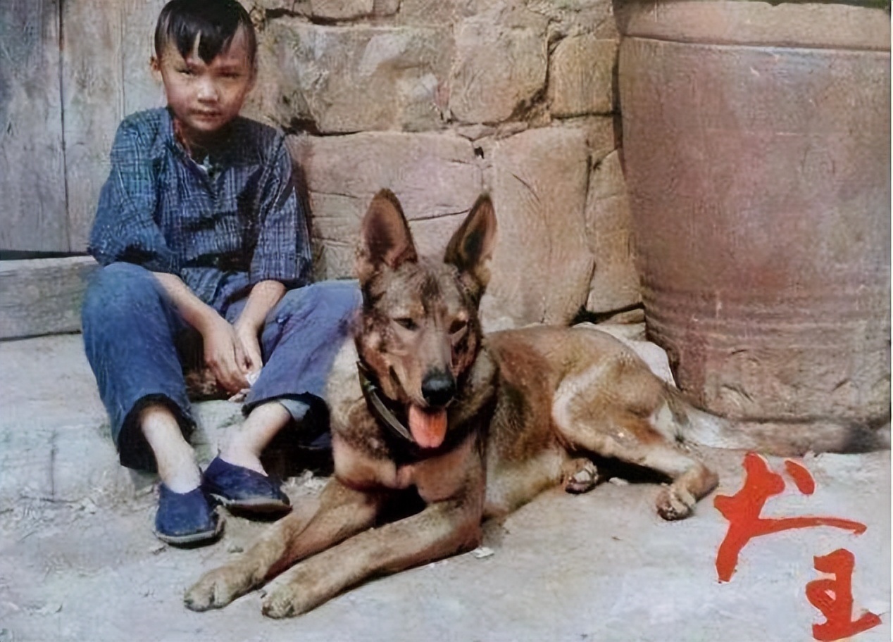 《犬王》堪比《忠犬八公》，为何却遭万人呼吁下架？