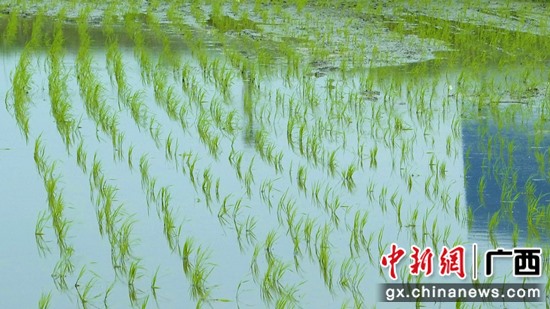 象州：抛秧神器助力春耕