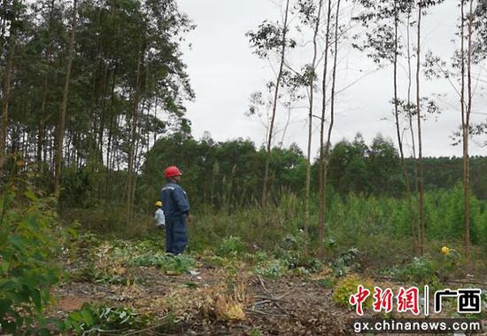 崇左宁明供电公司抓紧春季检修除障 保春耕生产安全用电