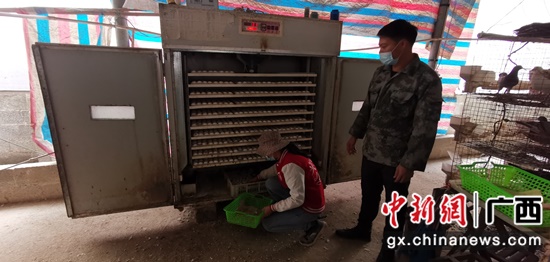 横县：夫妻齐养鸽 实现致富梦
