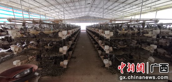 横县：夫妻齐养鸽 实现致富梦