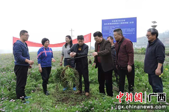 桂林兴安县普及绿肥种植给酸性土地“治病”