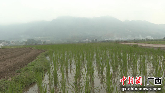 广西荔浦市开展“退果还粮”行动 挖掘粮食生产潜能