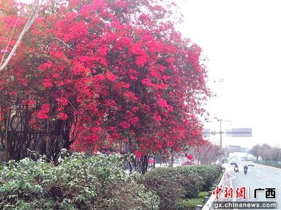 柳州市阳和工业新区绿化养护多措并举建设“花园城市”