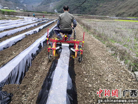 朝里乡九联村那荷屯烟农正在使用烟田覆膜机对烟田进行盖膜 百色农机中心供图 百色凌云:小农机大作为 春耕时节显身手