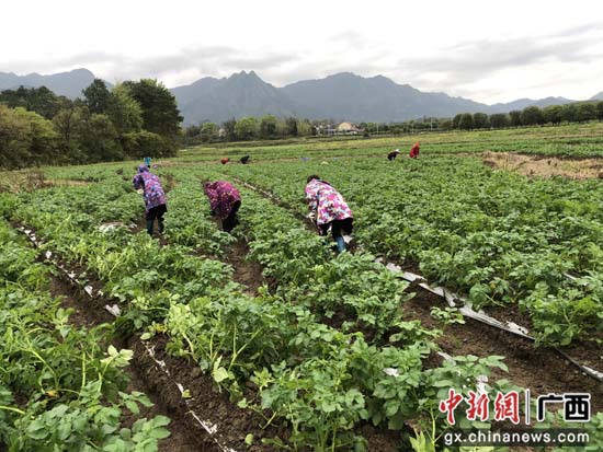 广西兴安县种植马铃薯助农增收6000万元