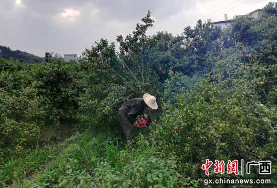 荔浦市杜莫镇积极开展柑橘黄龙病综合防控工作
