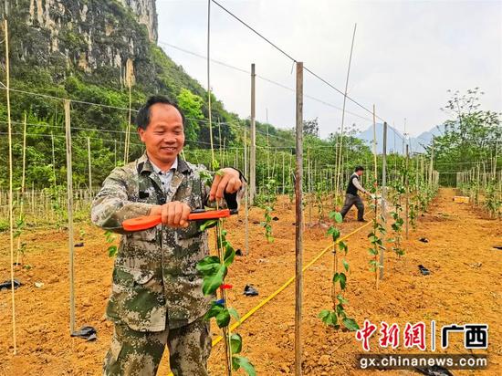 靖西壮大集体经济 推进乡村振兴