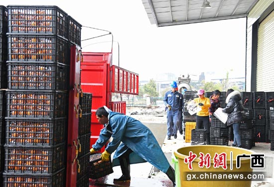 广西兴安县界首镇发展为“桂林柑橘第一镇”