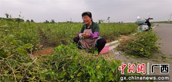 横县茉莉花剪枝 春管增收两不误