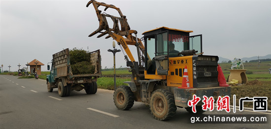 横县茉莉花剪枝 春管增收两不误