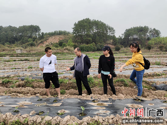 广西阳朔县：不负春日好时光 春耕春管正当时