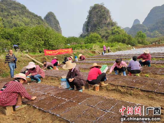 广西阳朔县：不负春日好时光 春耕春管正当时