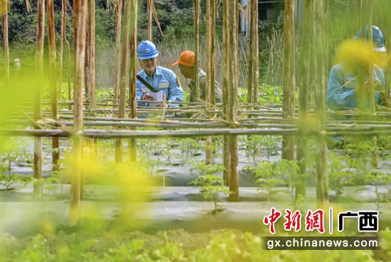 广西新电力集团南丹供电公司吾隘供电所员工详细了解农户灌溉用电情况。邓琪芳 摄 广西电力部门确保春耕备耕电力十足