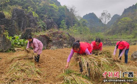 “志愿红”增添靖西乡村振兴温暖底色