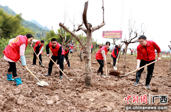 广西桂林平乐县开展全民植树活动