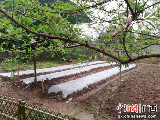 桂林叠彩区打造“三微” 把大树下的“小日子”过成诗