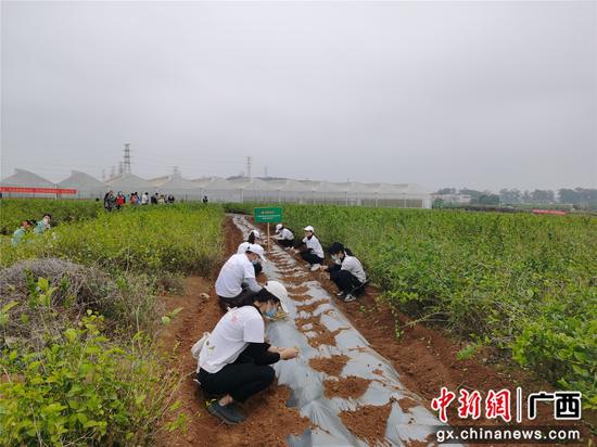 横县栽花植树修水利 兴产助农促振兴