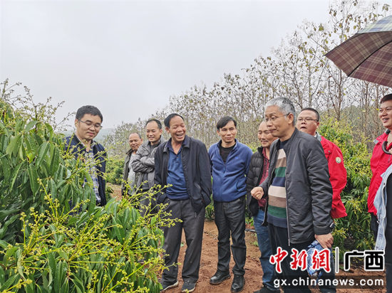 横县荔枝果树完成春季“刷新” 专家帮扶指导助增收