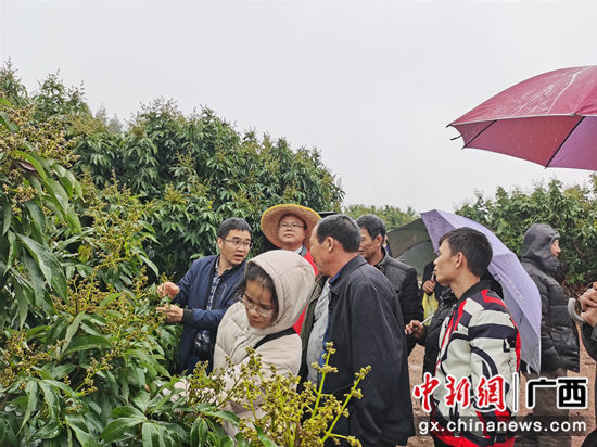横县荔枝果树完成春季“刷新” 专家帮扶指导助增收