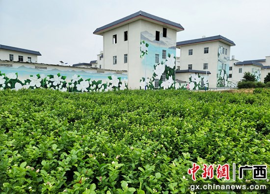 横县乡村颜值高 处处皆风景