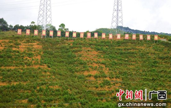 巴马宣传部供图 巴马:后续油茶产业“唱”大戏