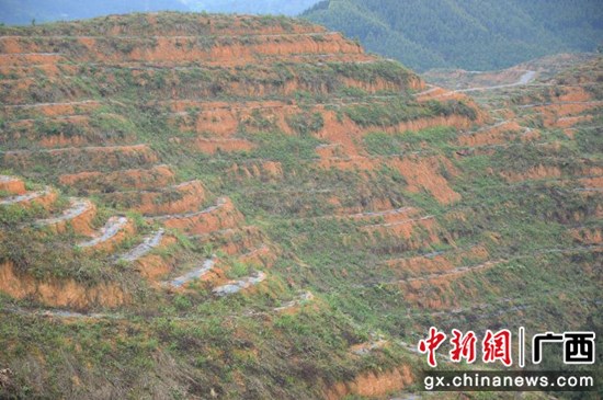 巴马宣传部供图 巴马:后续油茶产业“唱”大戏