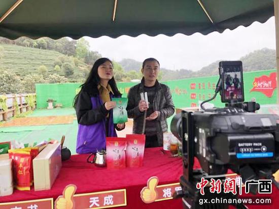 广西昭平早春茶进入开采期 电商直播擦亮金字招牌