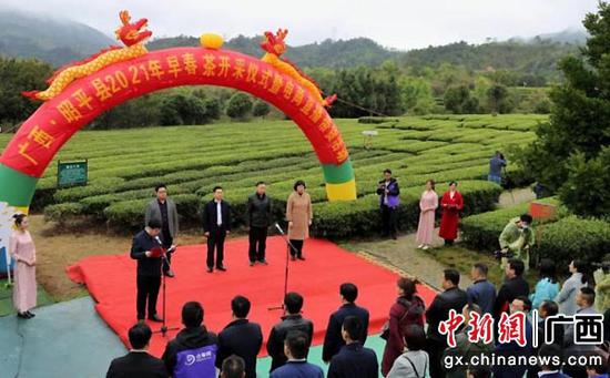 广西昭平早春茶进入开采期 电商直播擦亮金字招牌
