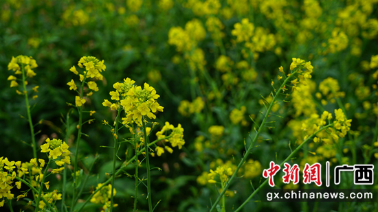 横县：油菜花开 美景肥田