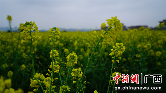 横县：油菜花开 美景肥田