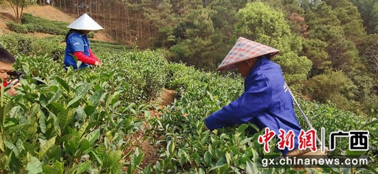 横县：阳春三月采茶忙