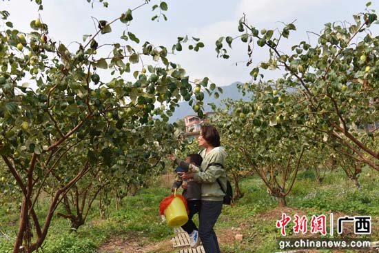 广西贺州市昭平县：桃红枣绿笑春风