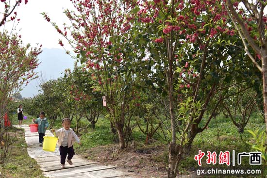 广西贺州市昭平县：桃红枣绿笑春风